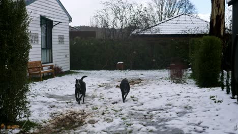 Zwei-Schwarze-Hunde-Rennen-Und-Jagen-Einen-Ball-Im-Schnee