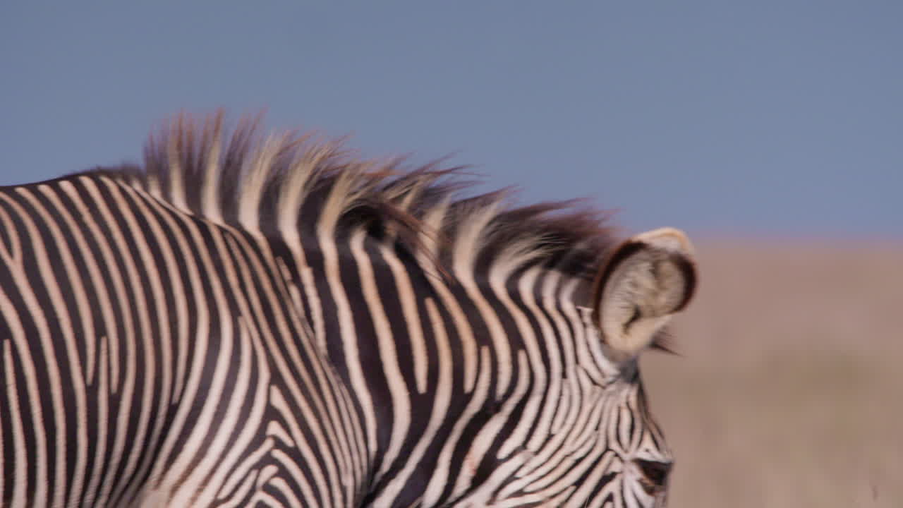 Grevy's Zebras head shaking off flies in savannah