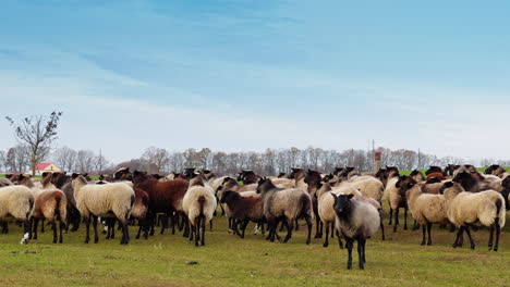 white and brown fluffy sheep walk in the field. small cattle farming in the countryside.