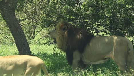 Löwe-Im-Krüger-Nationalpark,-Der-Ein-Wachsames-Auge-Behält