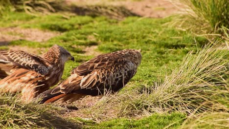 red kites eating prey on grassy meadow