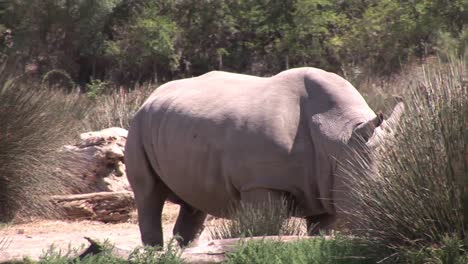 el rinoceronte en la naturaleza