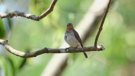 En-Una-Pequeña-Rama,-Un-Papamoscas-De-Garganta-Roja-Se-Acicala-Para-Limpiarse-Las-Plumas-Del-Pecho,-Al-Mismo-Tiempo-Que-Mira-A-Su-Alrededor,-En-El-Parque-Nacional-De-Khao-Yai,-Tailandia.