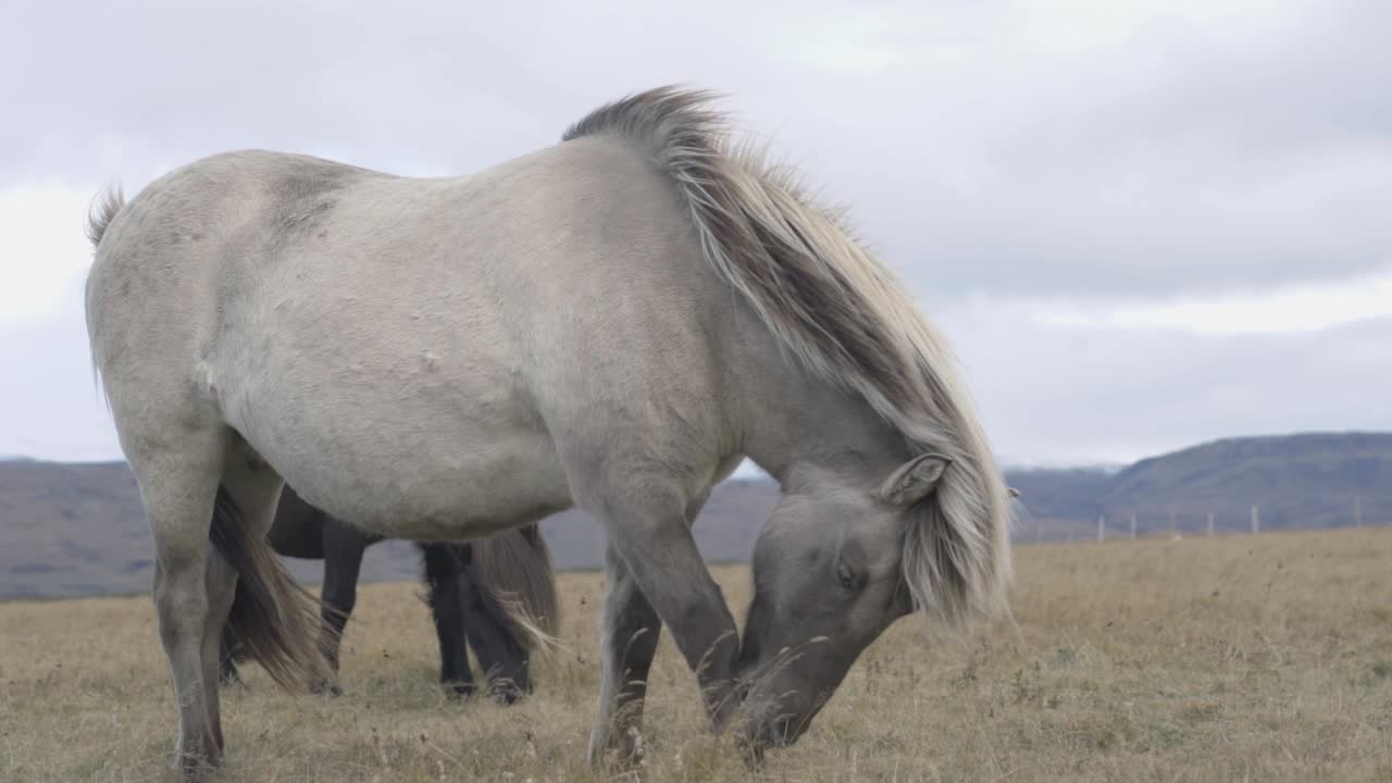 Icelandic Horse is Grassing and licking its feet.