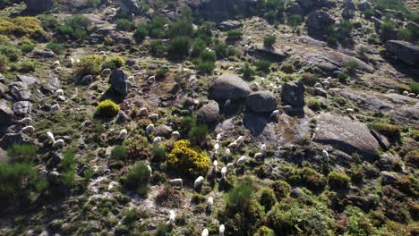 ovejas en las montañas vista aérea