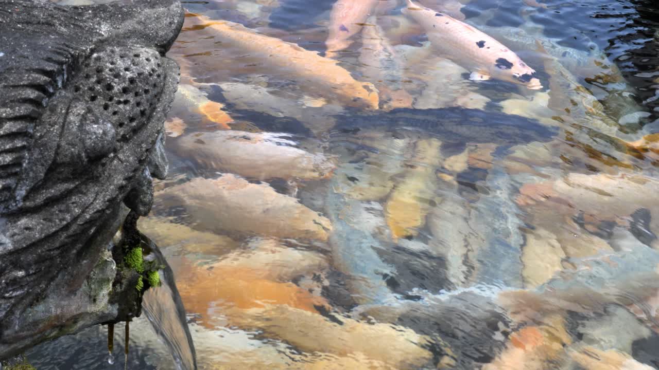 큰 잉어 물고기로 가득 찬 전통 사원 연못의 맑은 물을 내려다보는 신성한 동상