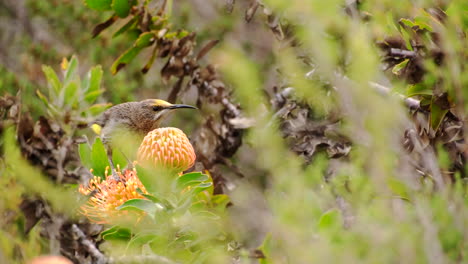 yellow-throated bulbul on a pincushion protea