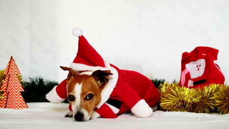 cute jack russell puppy in festive santa suit lies among christmas decorations