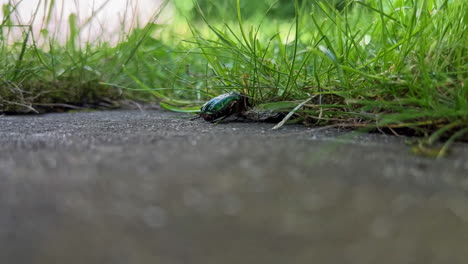 Toma-Amplia-De-Un-Escarabajo-Chafer-Arrastrándose-En-La-Hierba-Para-Encontrar-Seguridad