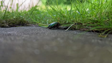 toma amplia de un escarabajo chafer arrastrándose en la hierba para encontrar seguridad