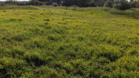 fields of yellow flowers in summertime