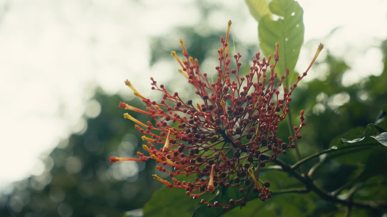 꽃 의 클로즈업