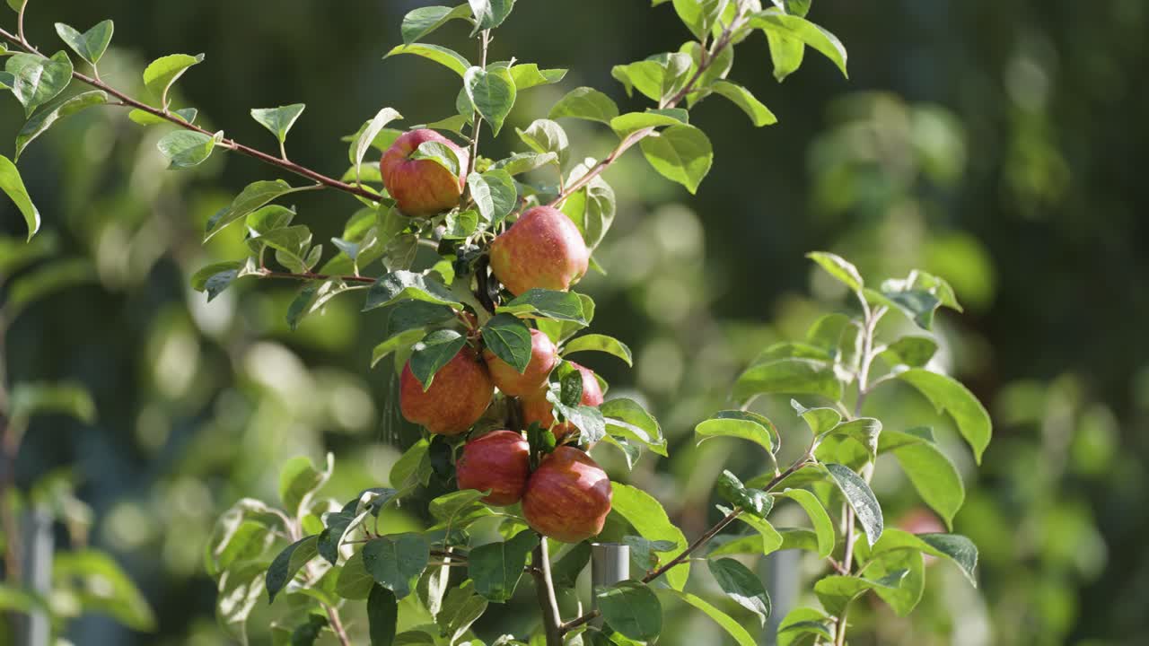 Mele rosse mature nel frutteto ad Hardanger, Norvegia.