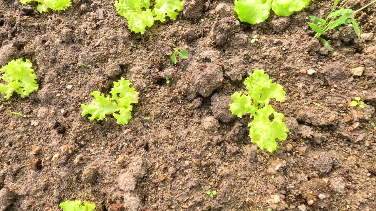 Lettuce seedlings in soil, showcasing early growth
