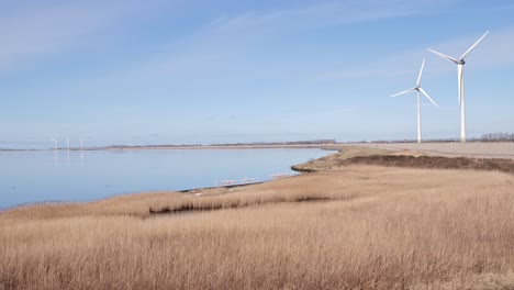 Ein-Bestand-Rosafarbener-Flamingos-Hinter-Einer-Schilflandschaft-Im-Wasser-In-Der-Provinz-Zeeland-In-Den-Niederlanden