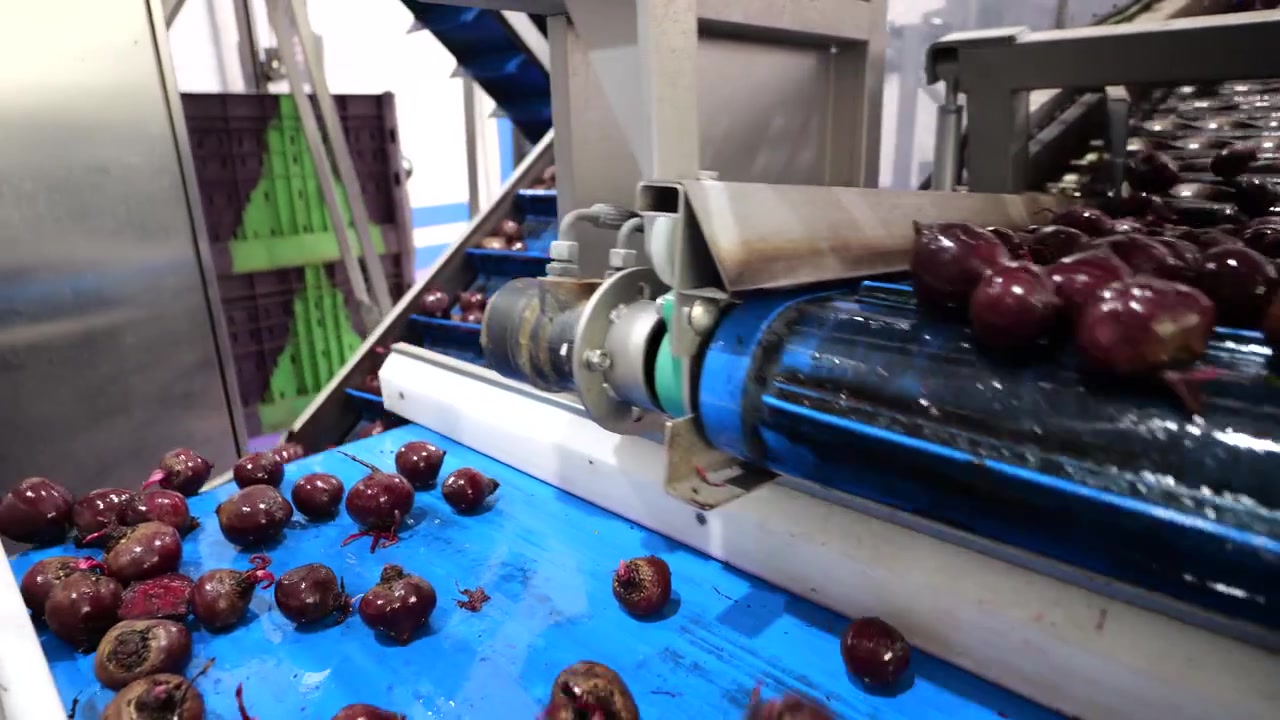 Beets moving on different conveyor belts in food processing factory, following shot