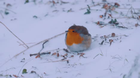 european robin feeding in the snow, veluwe national park, netherlands