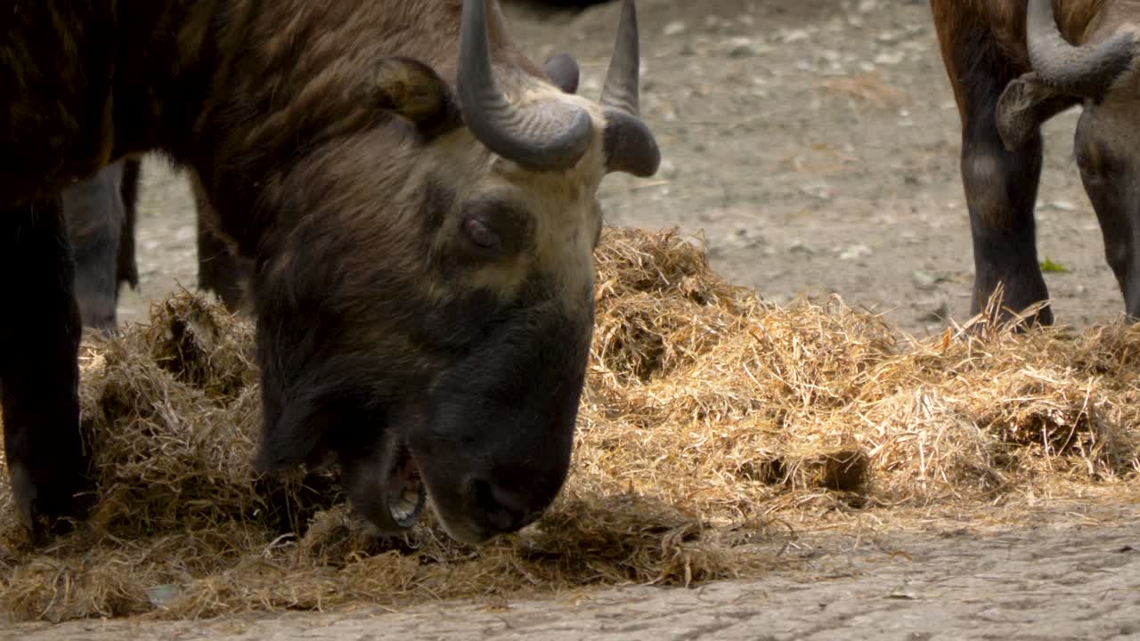 아프리카의 한 농장에서 건초를 먹는 젊은 국내 gnu 일명 wildebeest