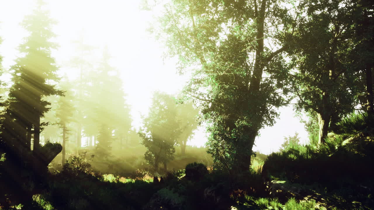 la luz del sol filtrándose a través de los árboles densos en un entorno forestal tranquilo