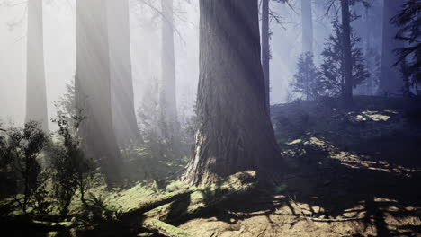 tranquil forest landscape with sunlight filtering through misty trees