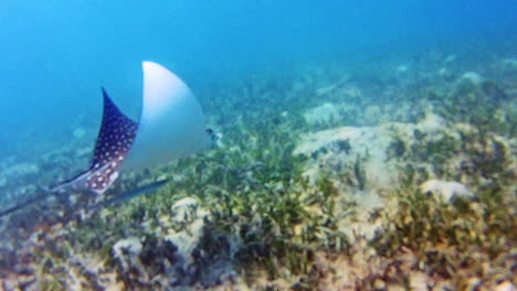 Pov-Von-Oben-Taucher-Folgt-Einem-Stachelrochen-Unter-Wasser-In-Der-Karibik,-San-Blas,-Guna-Yala,-Panama