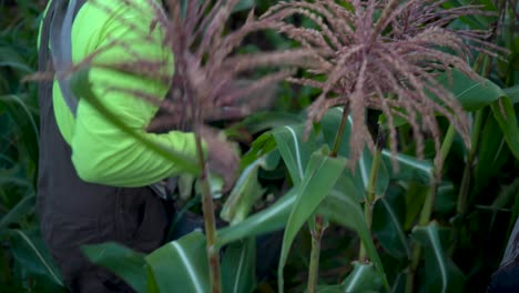 closeup of farmer picking corn with focus shift to the corn stalks