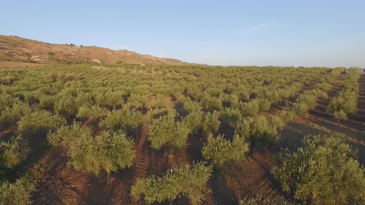 시칠리아 의 올리브 과수원 위 로 낮은 비행