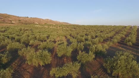 Low-flight-over-olive-orchard-in-Sicily