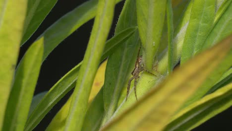 Araña-Descansando-Sobre-Hojas-Verdes-En-El-Jardín