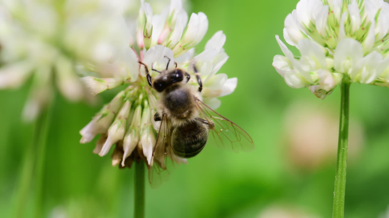 Close-up view of bees collecting nectar from white clover flowers in a vibrant garden