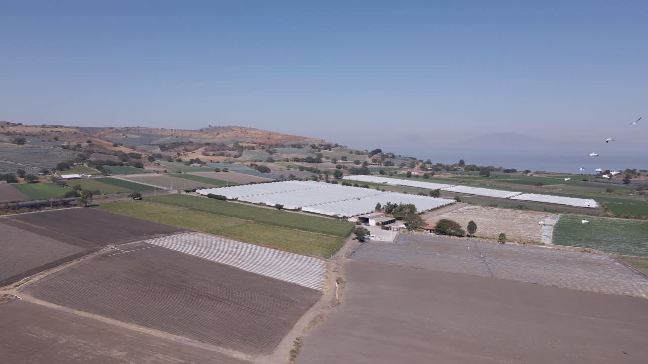 Pelicans living, flying and swimming at the small town of Petatan ,Mexico by the Chapala lake