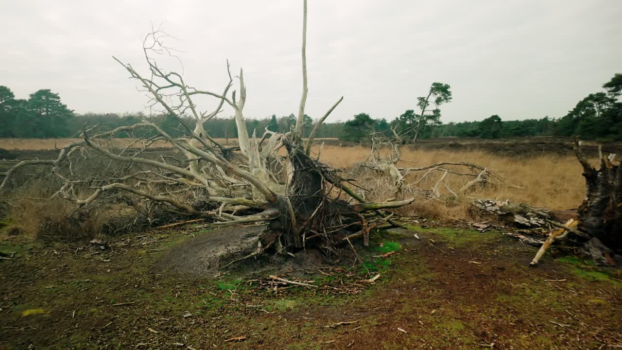 죽은 나무, 건조한 나무, 그리고 쓰러진 나무들이 잔디 풍경에 어져 있으며, 자연의 순환의 순수한 아름다움을 강조합니다.