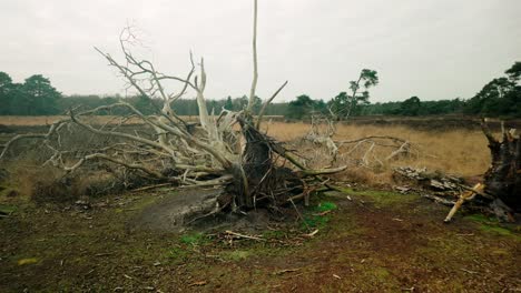 Dead,-dry,-and-fallen-trees-scattered-across-a-heathland-landscape,-highlighting-the-raw-beauty-of-nature's-cycle