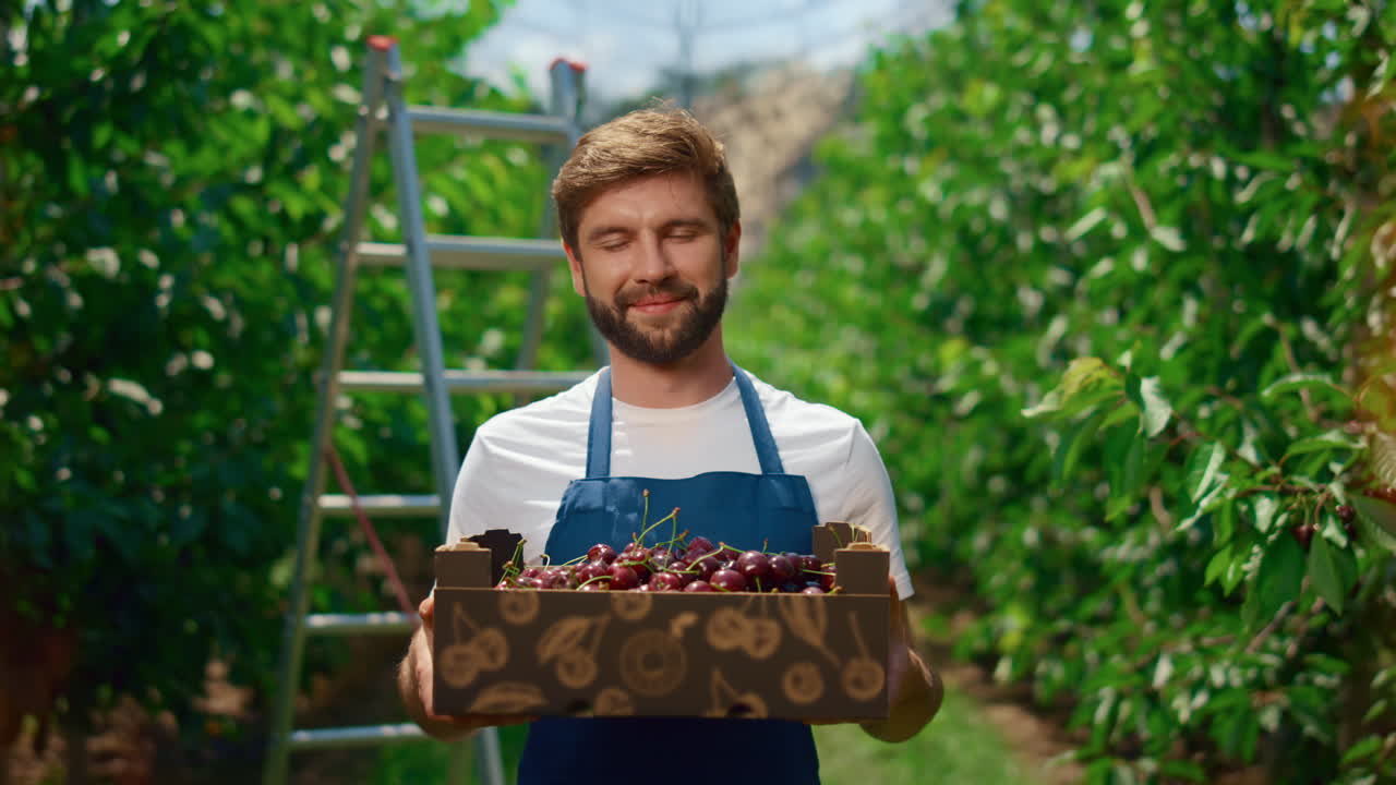 фермер, несущий ящик с ягодами на плантации в сельской местности.