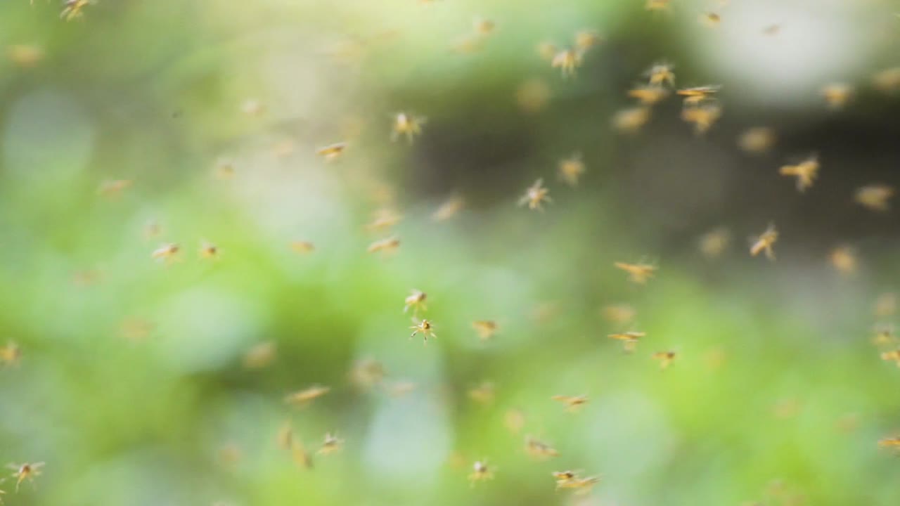 유리창 밖으로 날아가는 노란 파리 떼