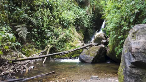 tranquilo arroyo en el bosque del valle de cocora, colombia