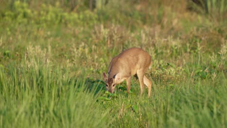 gray brocket deer mazama gouazoubira grazing and walking in parque nacional ibera, corrientes, argentina