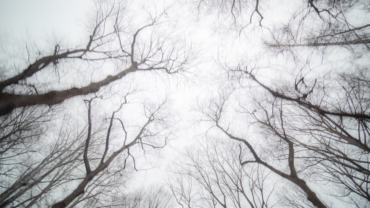 primavera temprana en el parque hvezda, en praga-1