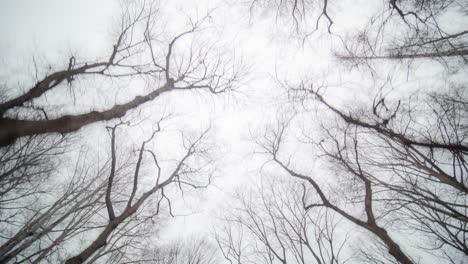 프라하-1 공원 hvezda의 이른 봄