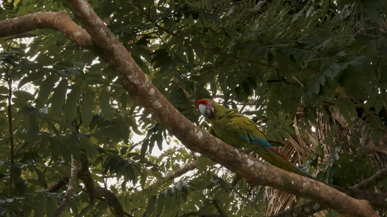 gran guacamayo verde caminando por una rama de árbol