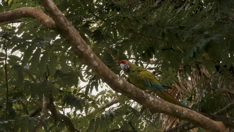 Gran-Guacamayo-Verde-Caminando-Por-Una-Rama-De-árbol