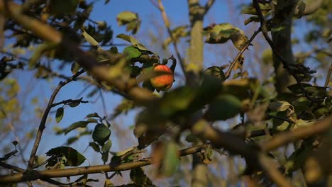 Last-apple-in-tree-in-strong-autumn-winds-in-slow-motion