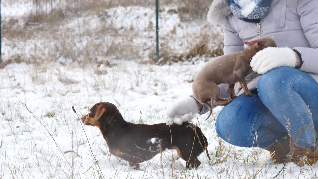 여자 는 겨울 밖 에서 작은 개 들 과 함께 놀고 있다