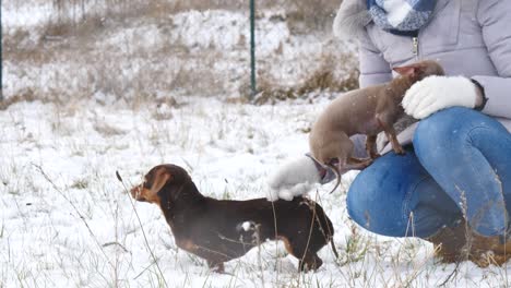 mujer jugando con sus perros pequeños fuera del invierno