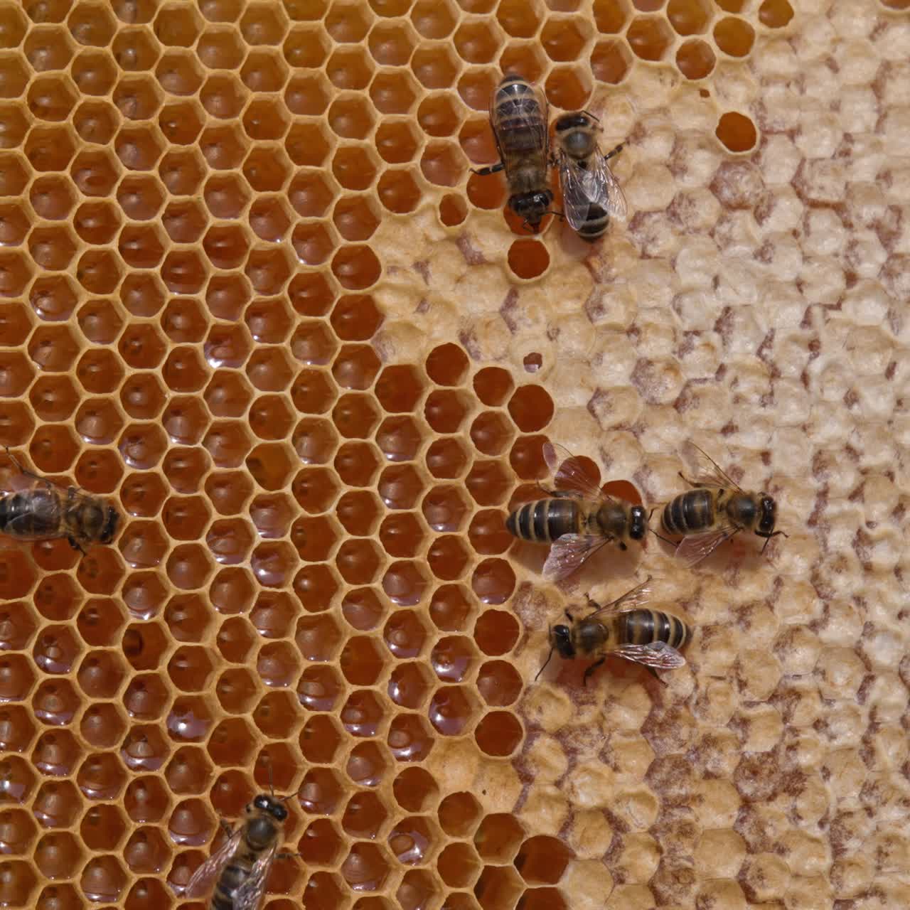 Nectar beekeeping insects working. Bee making sweet honey macro shot