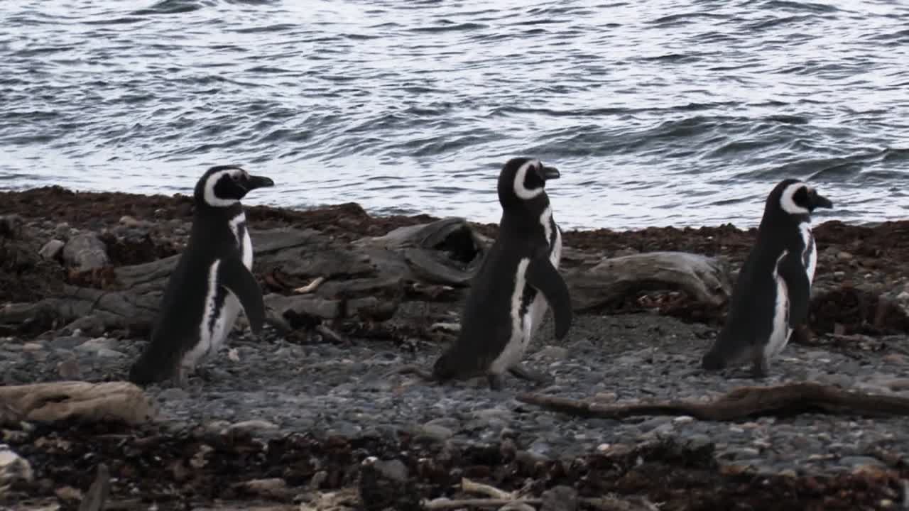 Magellanic penguins walking on the beach towards the sea in Patagonia, Chile