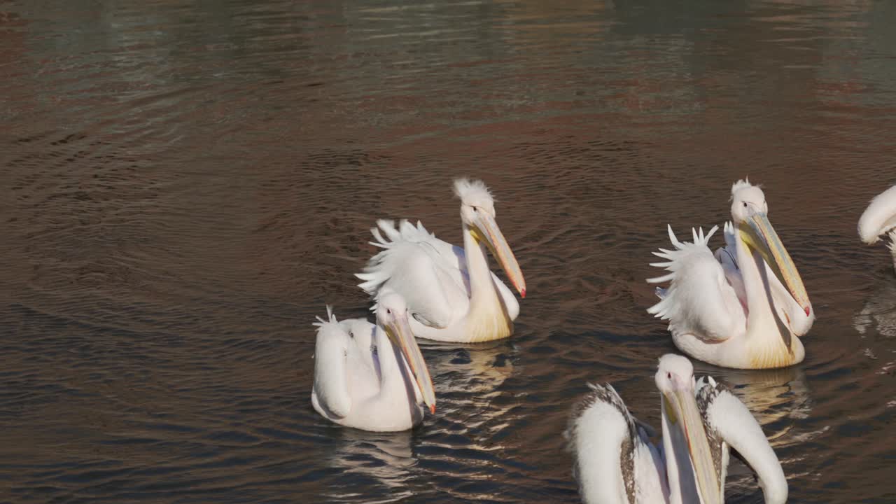 화창한 날 연못에서 수영하는 바람에 깃털을 올린 푹신하고 귀여운 펠리컨 가족