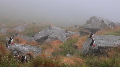 Papageitaucher-(Fratercula-Arctica),-Auf-Dem-Felsen-Auf-Der-Insel-Runde-(Norwegen).