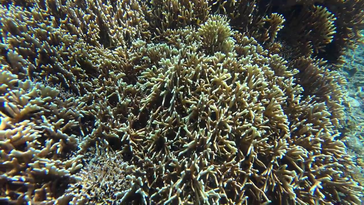 Piccoli pesci tropicali che nuotano sopra una vivace barriera corallina