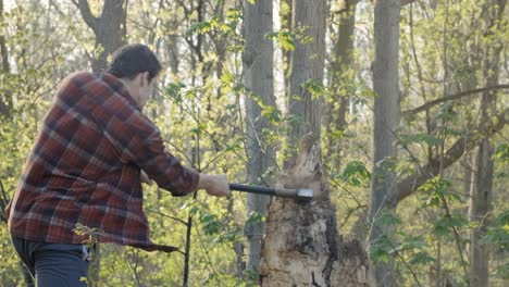 determined lumberjack hacks away at a tree